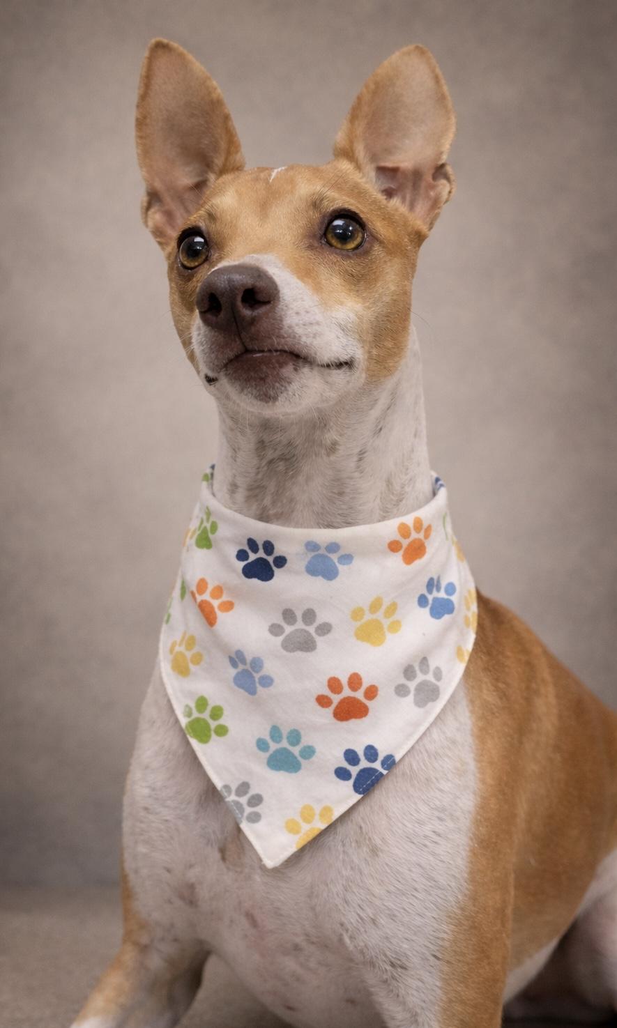 Tanker, an adopted mixed breed in Effingham, IL image 2/5