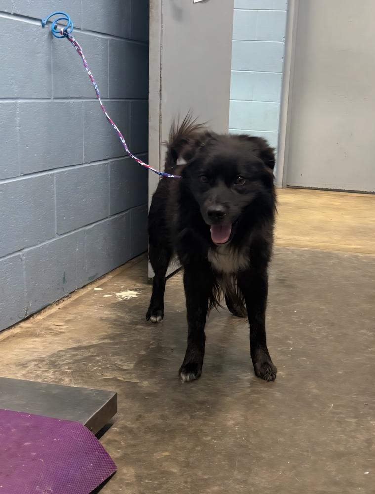 Max, Adoptable, Adult Male Border Collie.