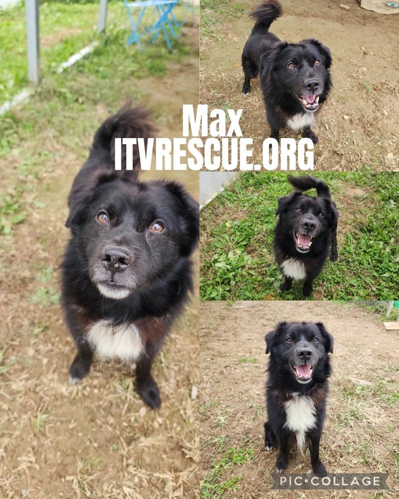 Max, a Adoptable mixed breed in Evansville, IN image 2/6