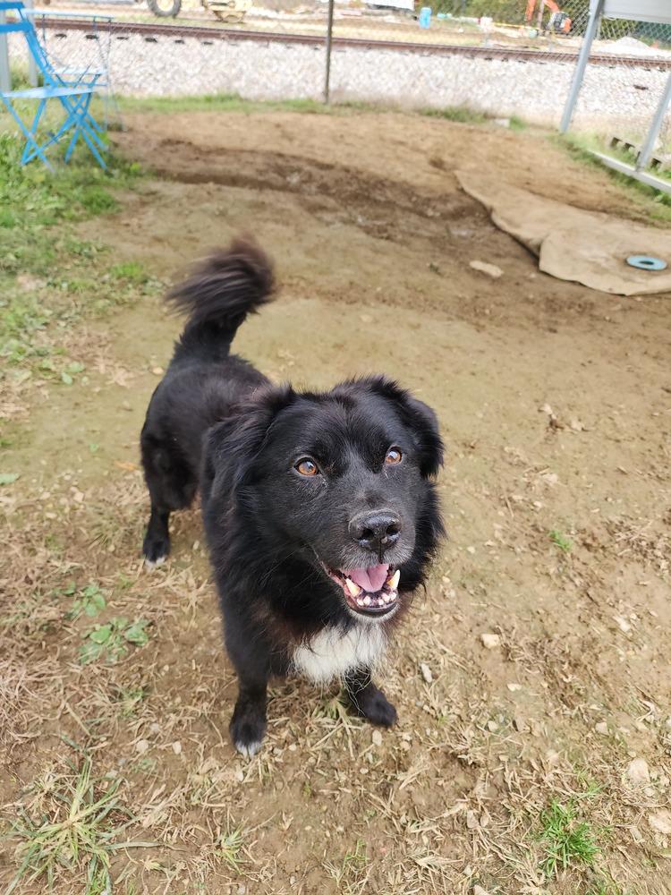Max, a Adoptable mixed breed in Evansville, IN image 3/6