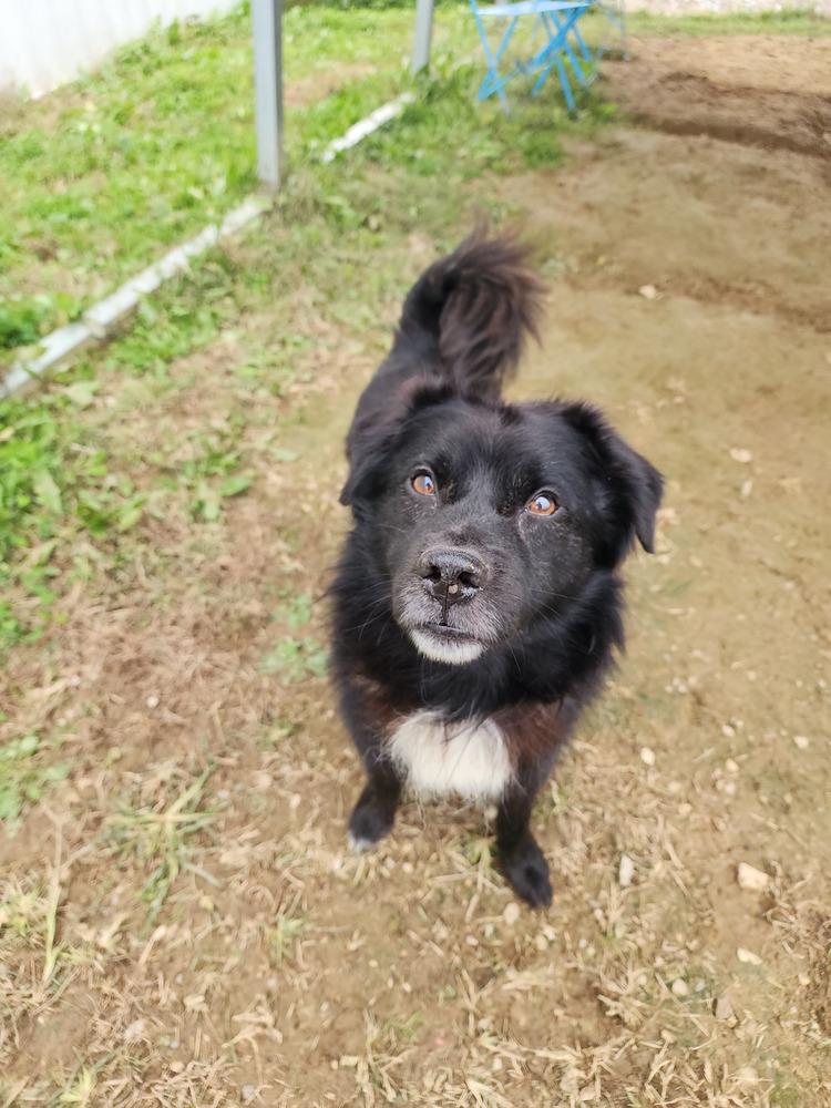 Max, a Adoptable mixed breed in Evansville, IN image 4/6