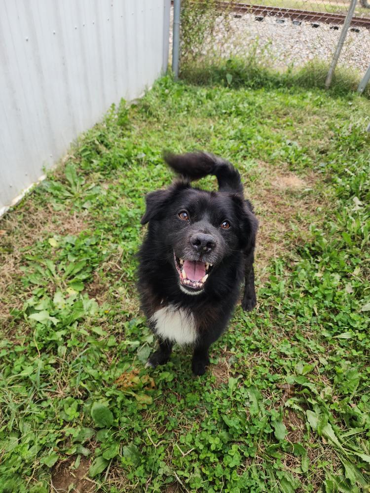 Max, a Adoptable mixed breed in Evansville, IN image 5/6