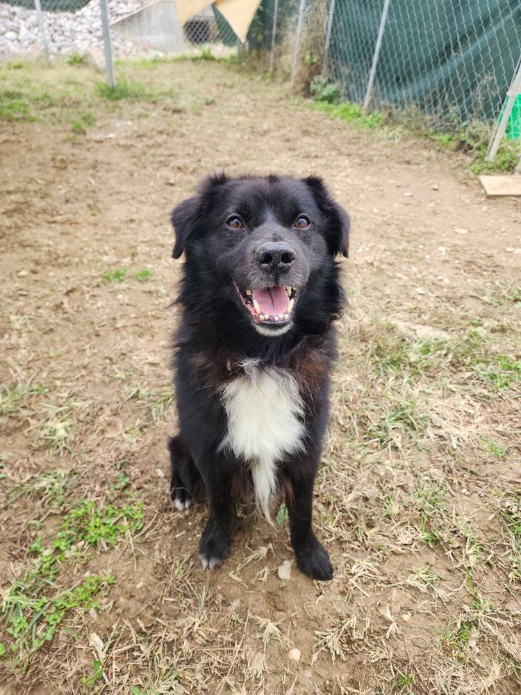 Max, a Adoptable mixed breed in Evansville, IN image 6/6