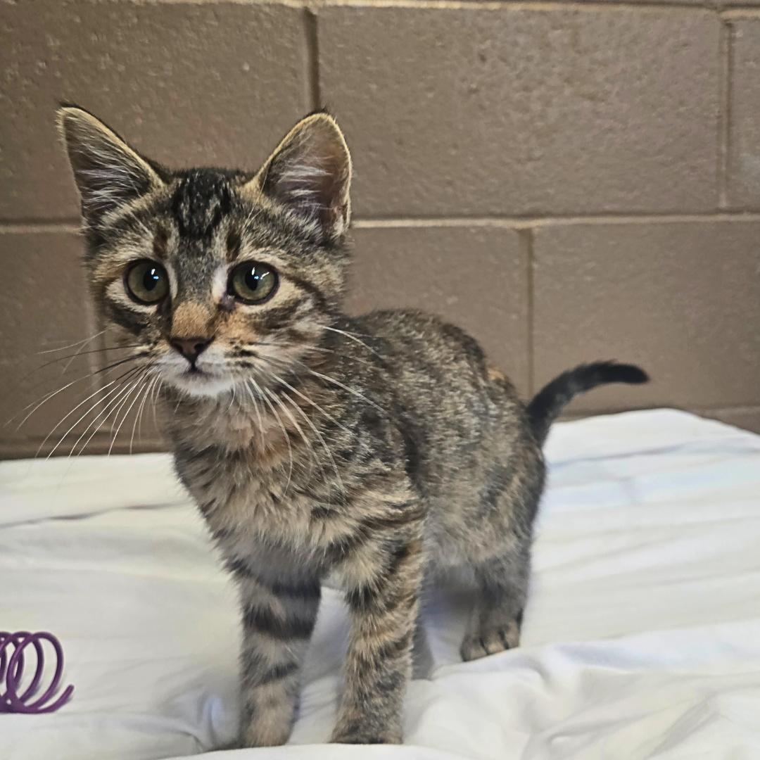 Susan, an adoptable Domestic Short Hair in Douglas, WY, 82633 | Photo Image 3