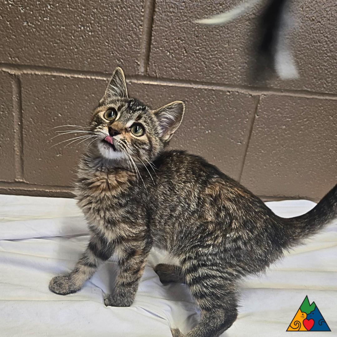 Susan, an adoptable Domestic Short Hair in Douglas, WY, 82633 | Photo Image 4