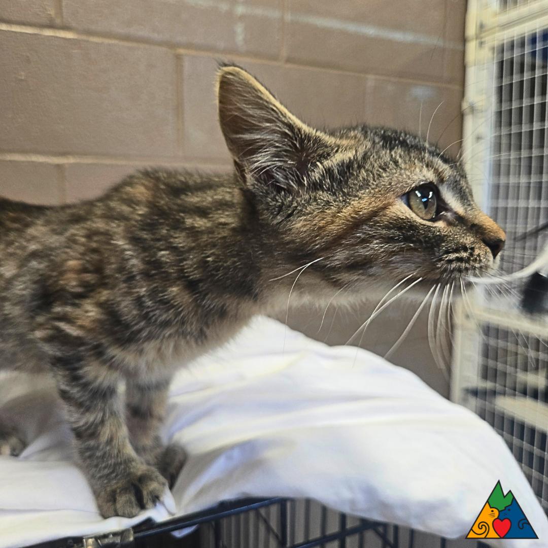 Susan, an adoptable Domestic Short Hair in Douglas, WY, 82633 | Photo Image 1