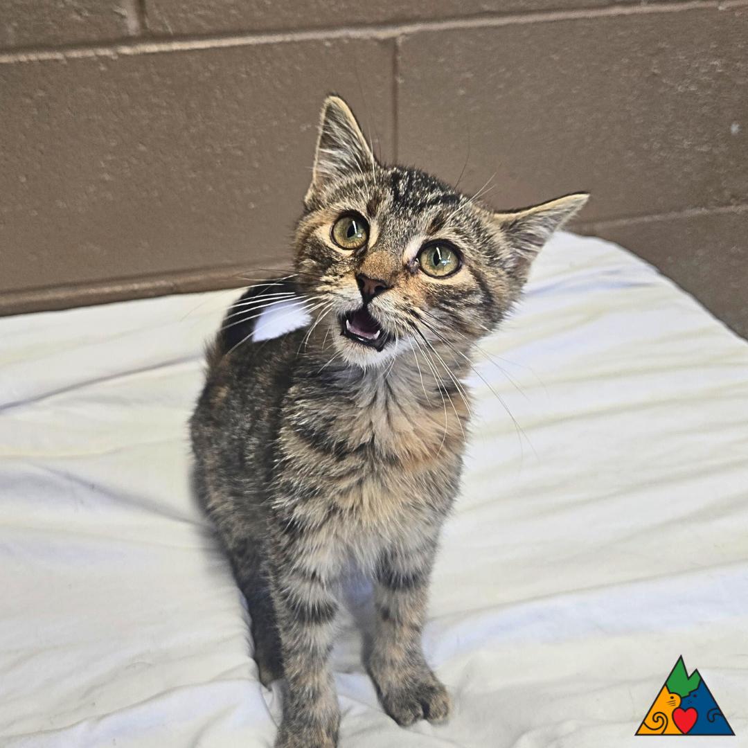 Susan, an adoptable Domestic Short Hair in Douglas, WY, 82633 | Photo Image 2