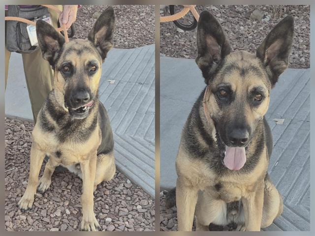 Enlarge BAYMAX, a Adoptable mixed breed in Albuquerque, NM image 1/1