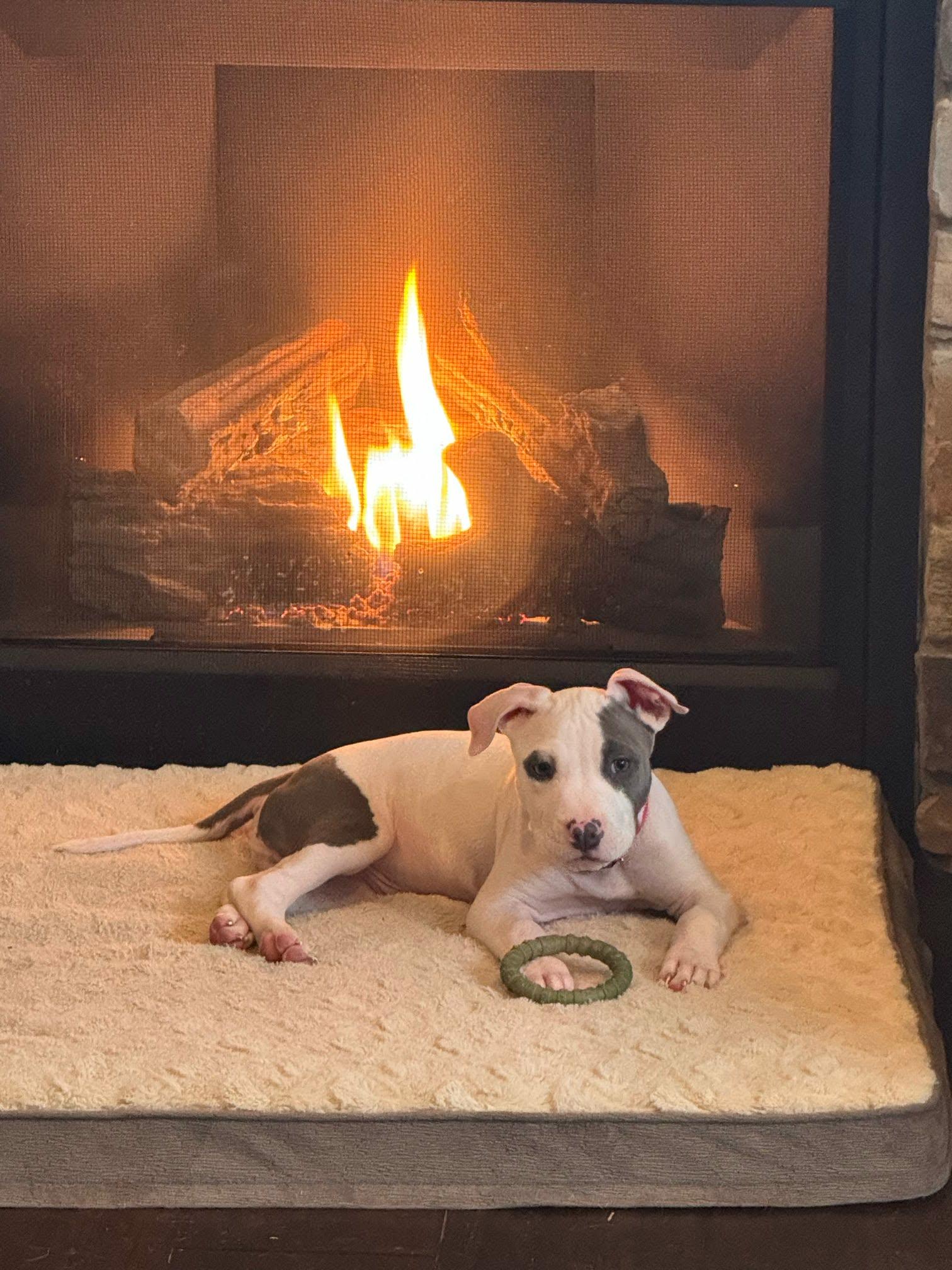 Enlarge Gus, a Adoptable mixed breed in De Pere, WI image 3/4