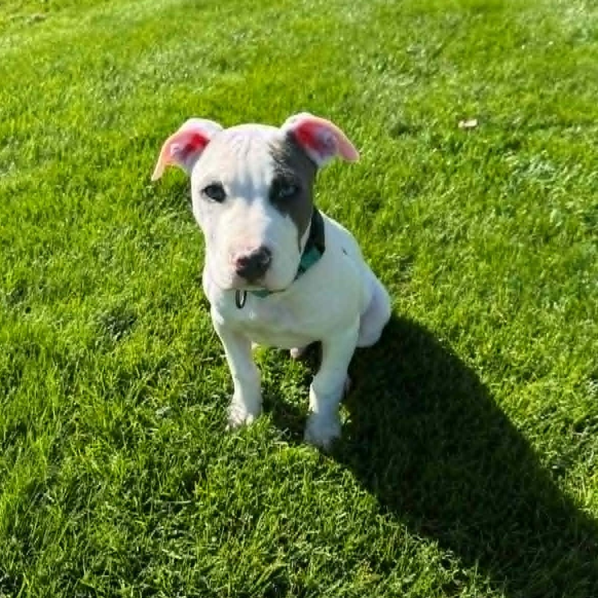 Gus, adopted, Puppy Male American Staffordshire Terrier.