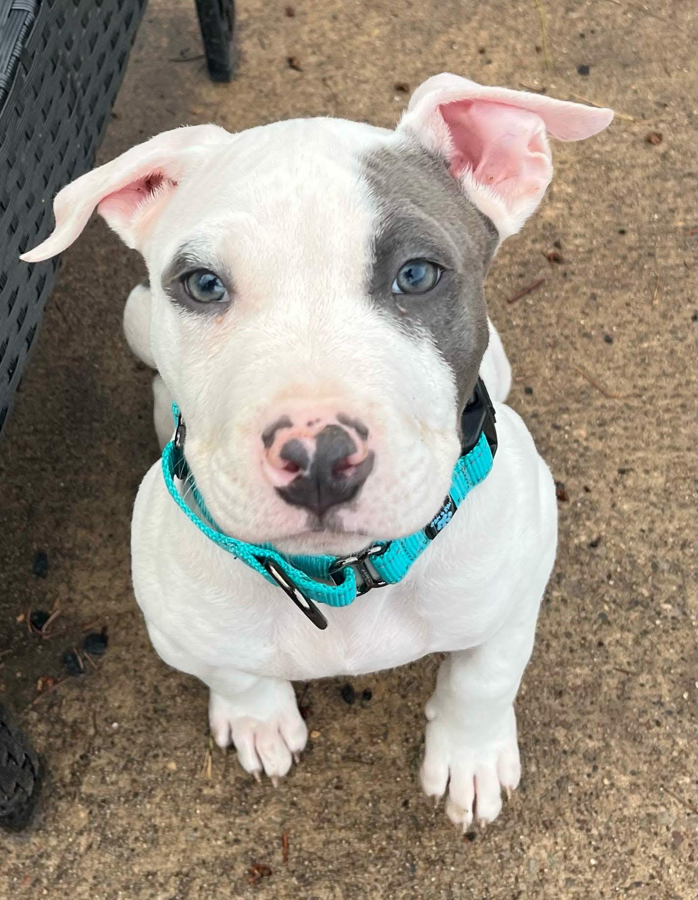 Enlarge Gus, a Adoptable mixed breed in De Pere, WI image 2/4