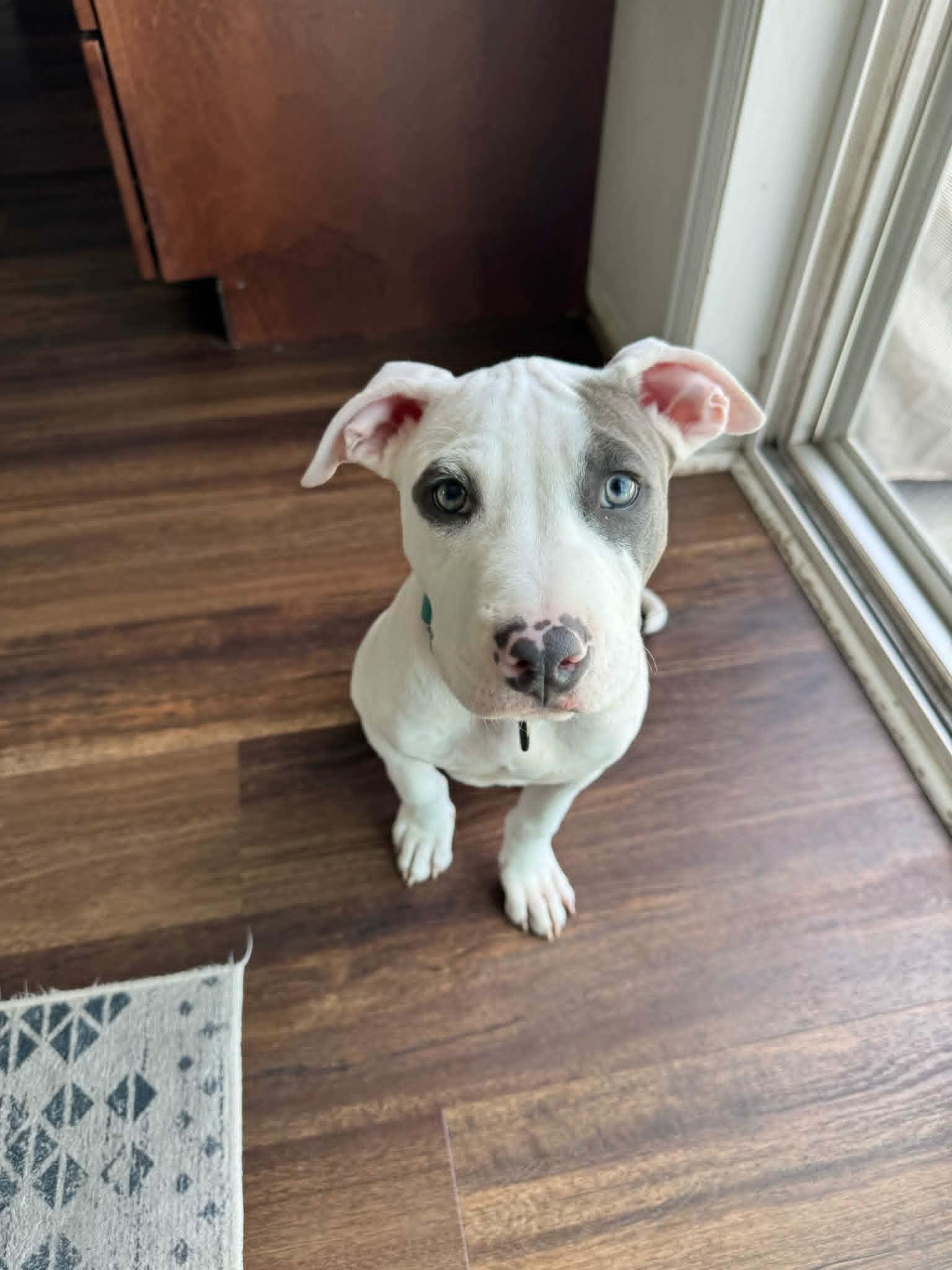 Gus, an adopted mixed breed in De Pere, WI image 5/5