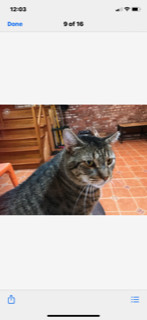 Samson, Adoptable, Adult Male Domestic Short Hair.