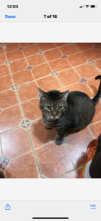 Samson, a Adoptable Domestic Short Hair in Nutley, NJ image 2/6