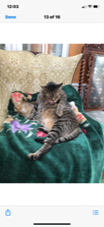 Samson, a Adoptable Domestic Short Hair in Nutley, NJ image 3/6