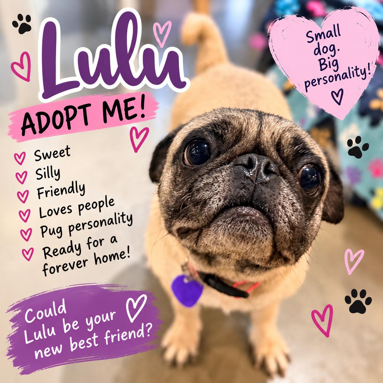 Duchess Lulu Pugglington, Adoptable, Adult Female Pug.