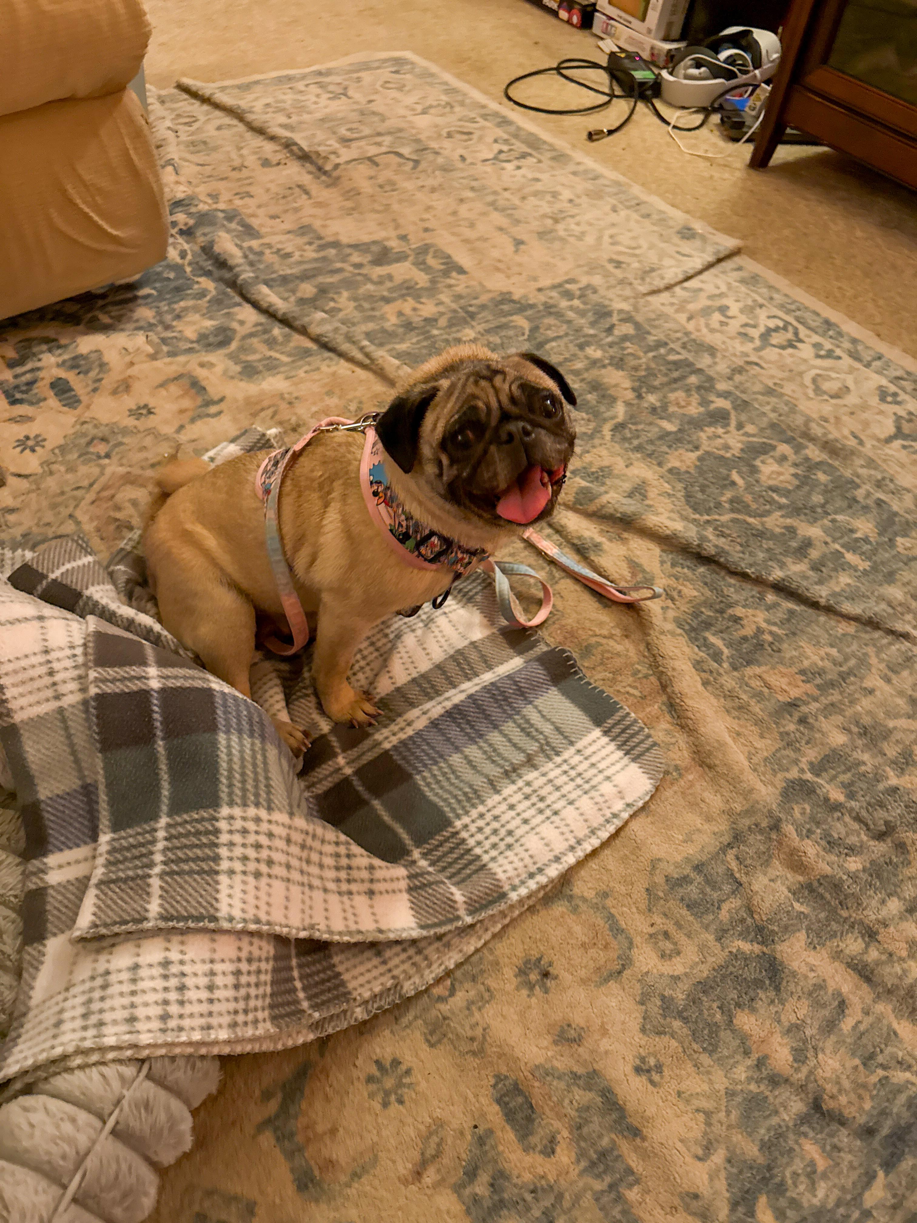Enlarge Duchess Lulu Pugglington, a Adoptable Pug in North Vernon, IN image 2/3