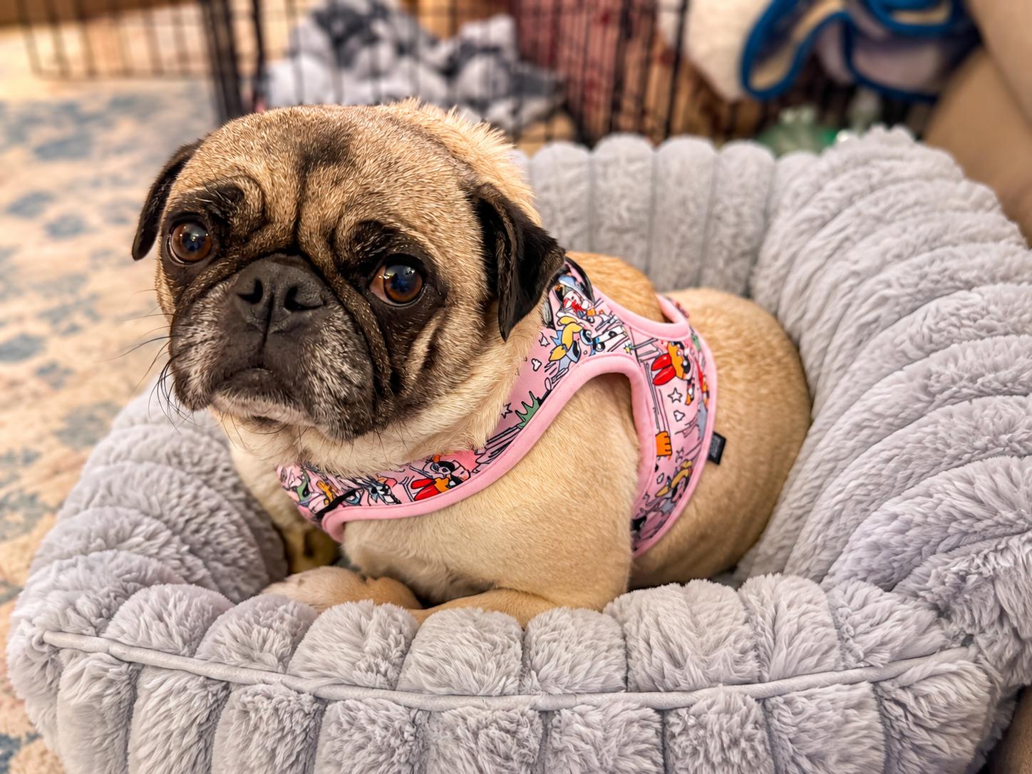 Enlarge Duchess Lulu Pugglington, a Adoptable Pug in North Vernon, IN image 3/3