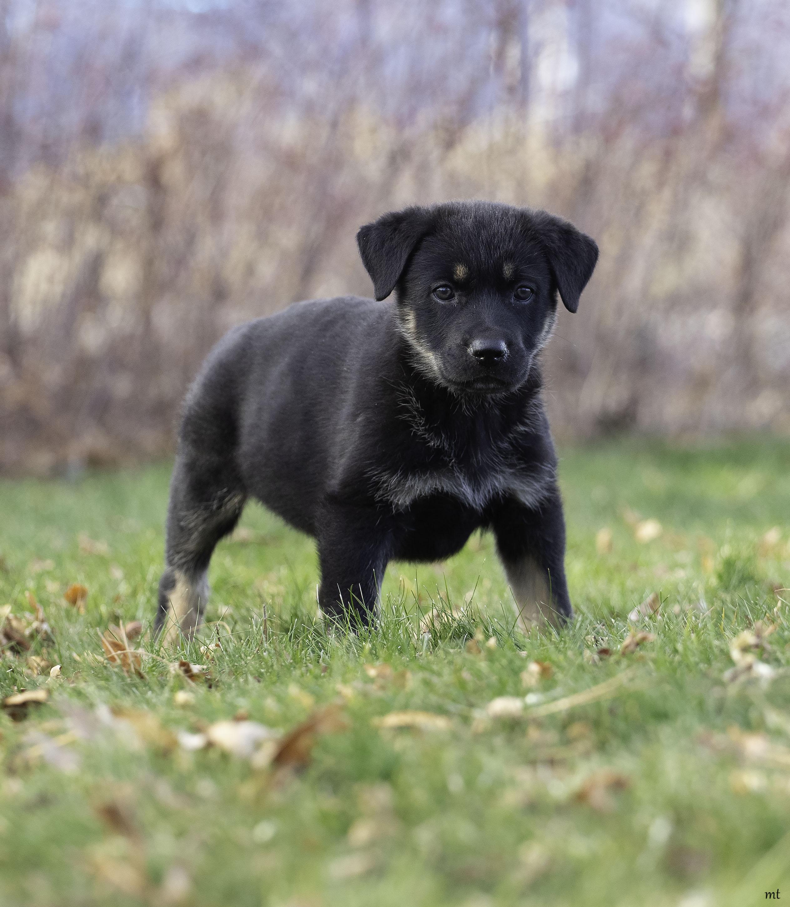 Pricilla, a ADOPTABLE mixed breed in Washoe Valley, NV image 1/5