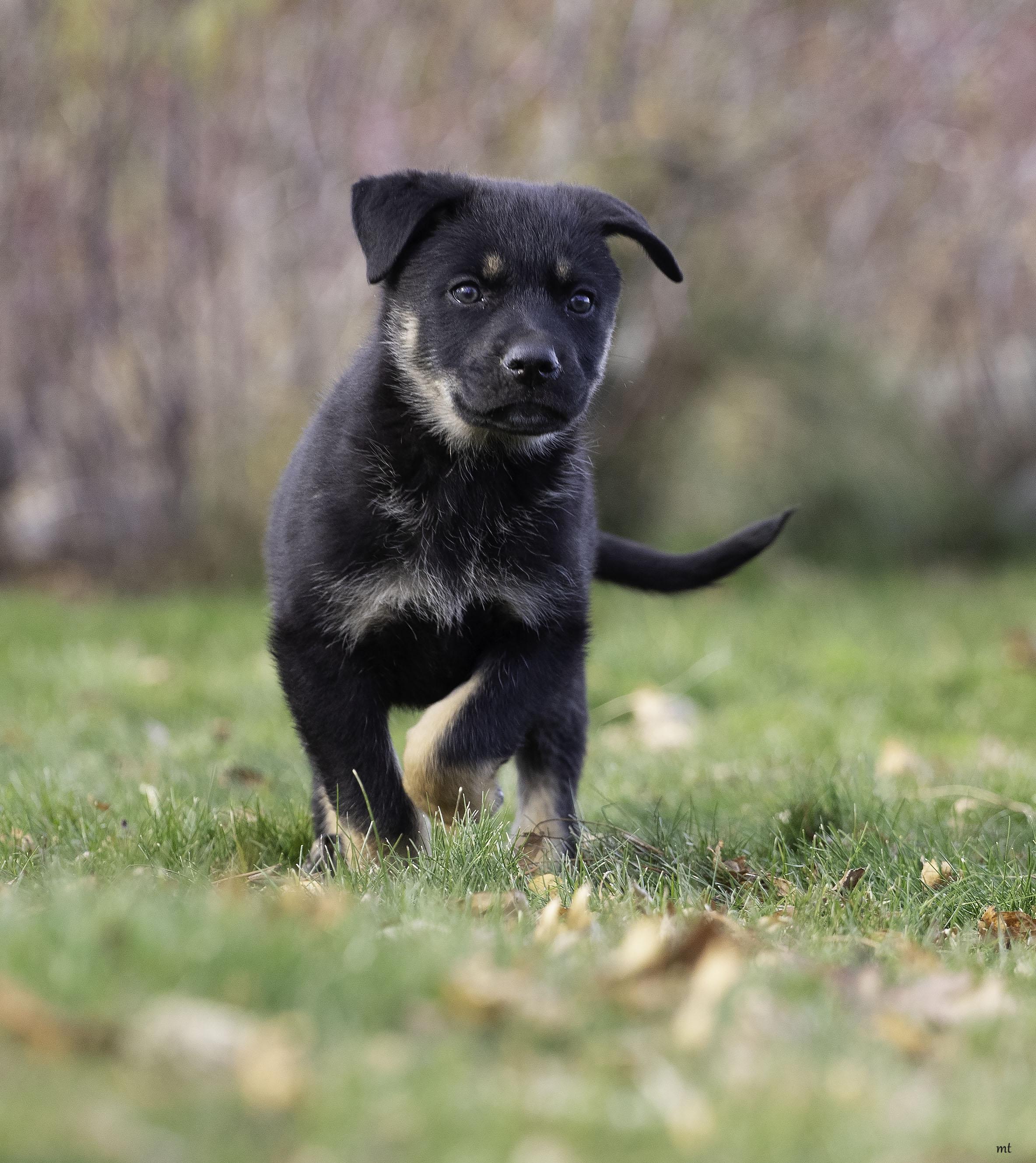 Pricilla, a ADOPTABLE mixed breed in Washoe Valley, NV image 2/5