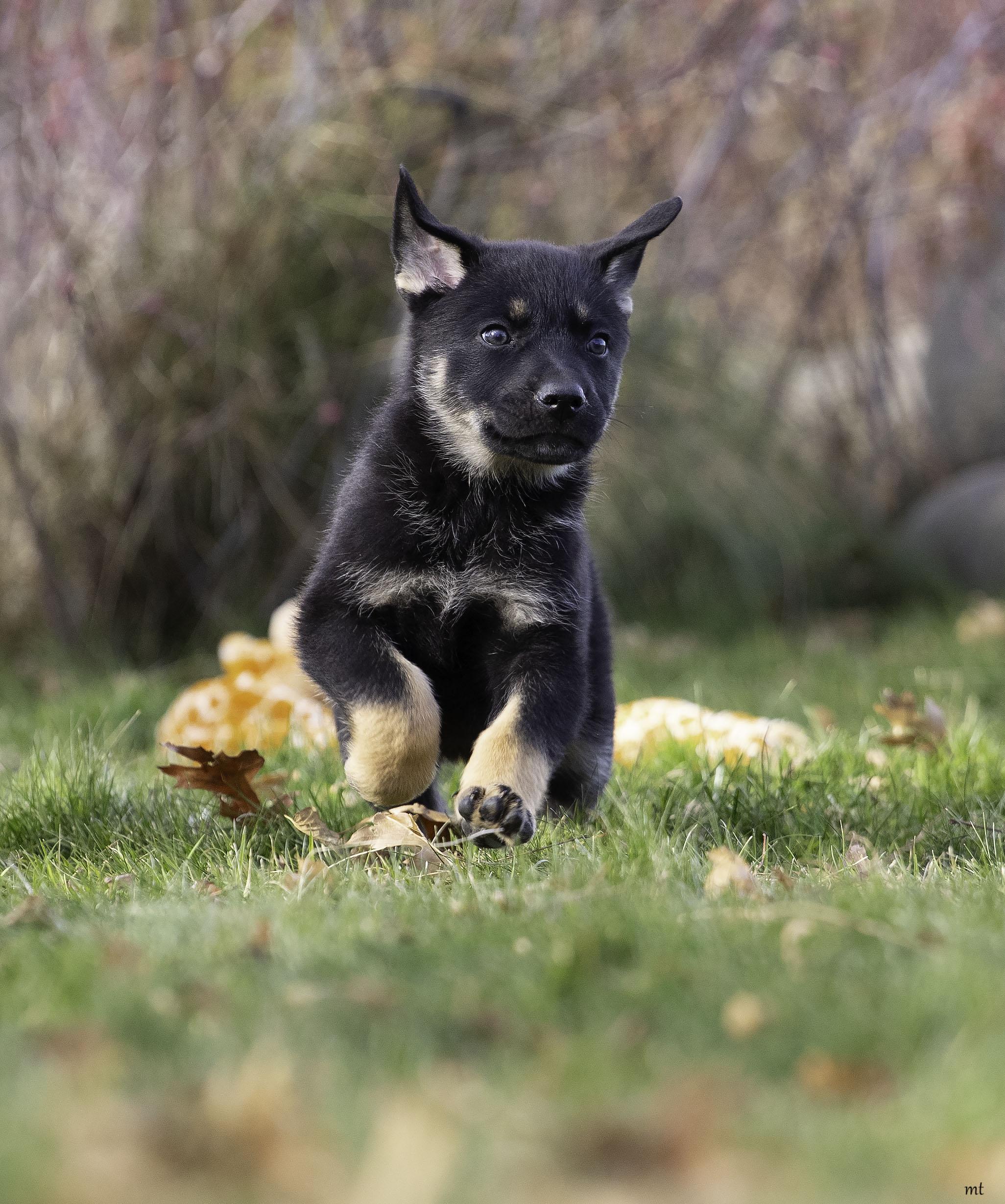 Pricilla, a ADOPTABLE mixed breed in Washoe Valley, NV image 3/5