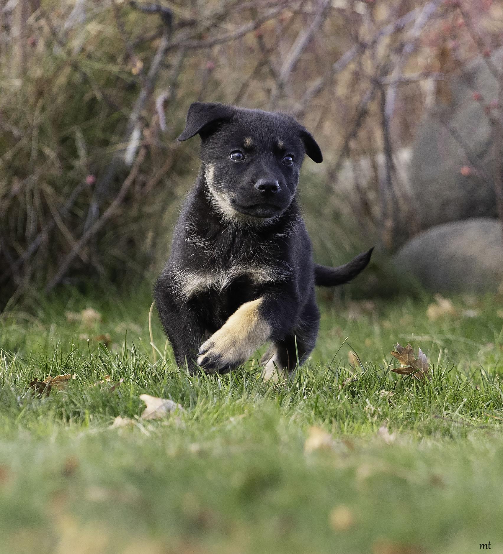 Pricilla, a ADOPTABLE mixed breed in Washoe Valley, NV image 4/5