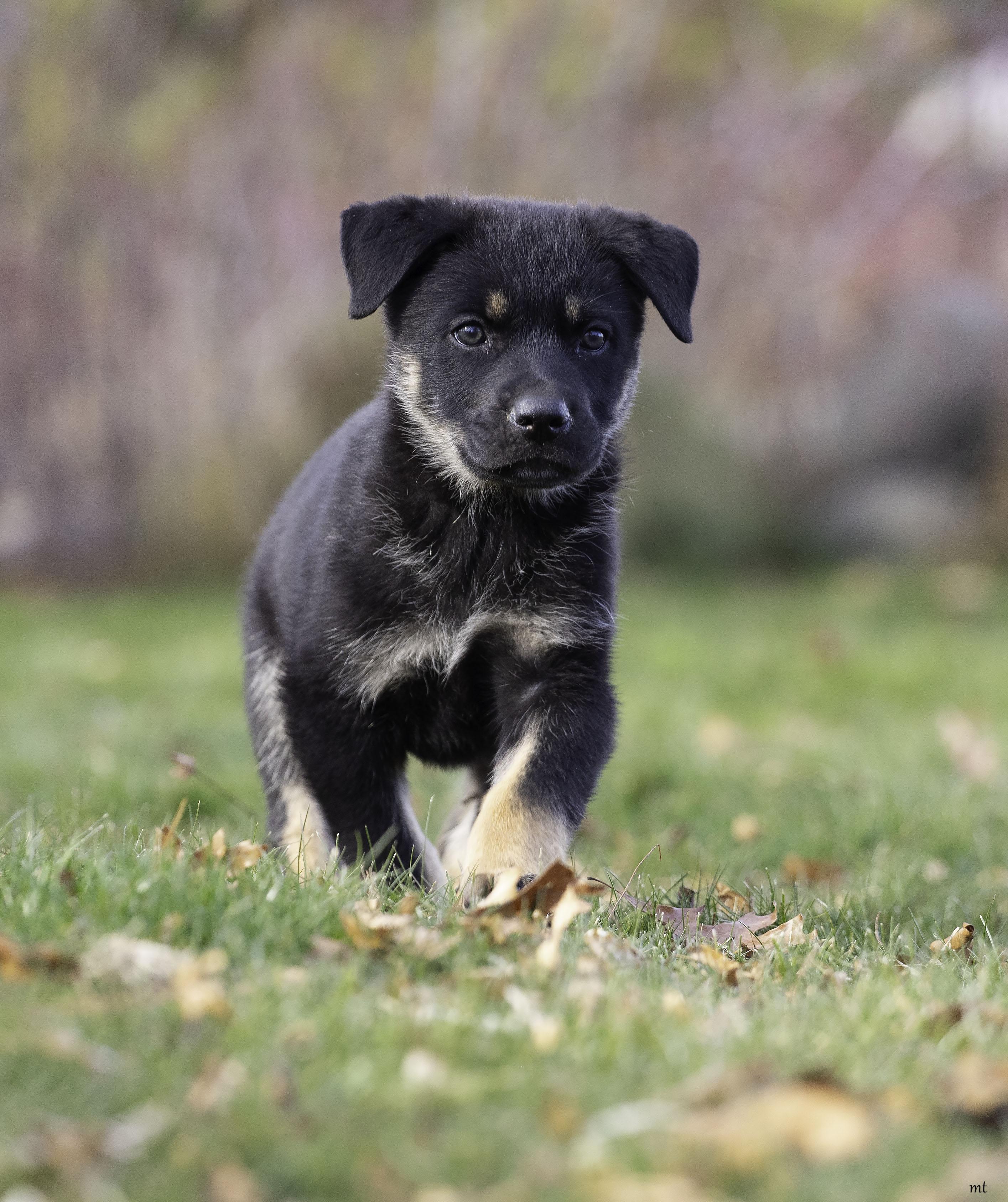 Pricilla, a ADOPTABLE mixed breed in Washoe Valley, NV image 5/5