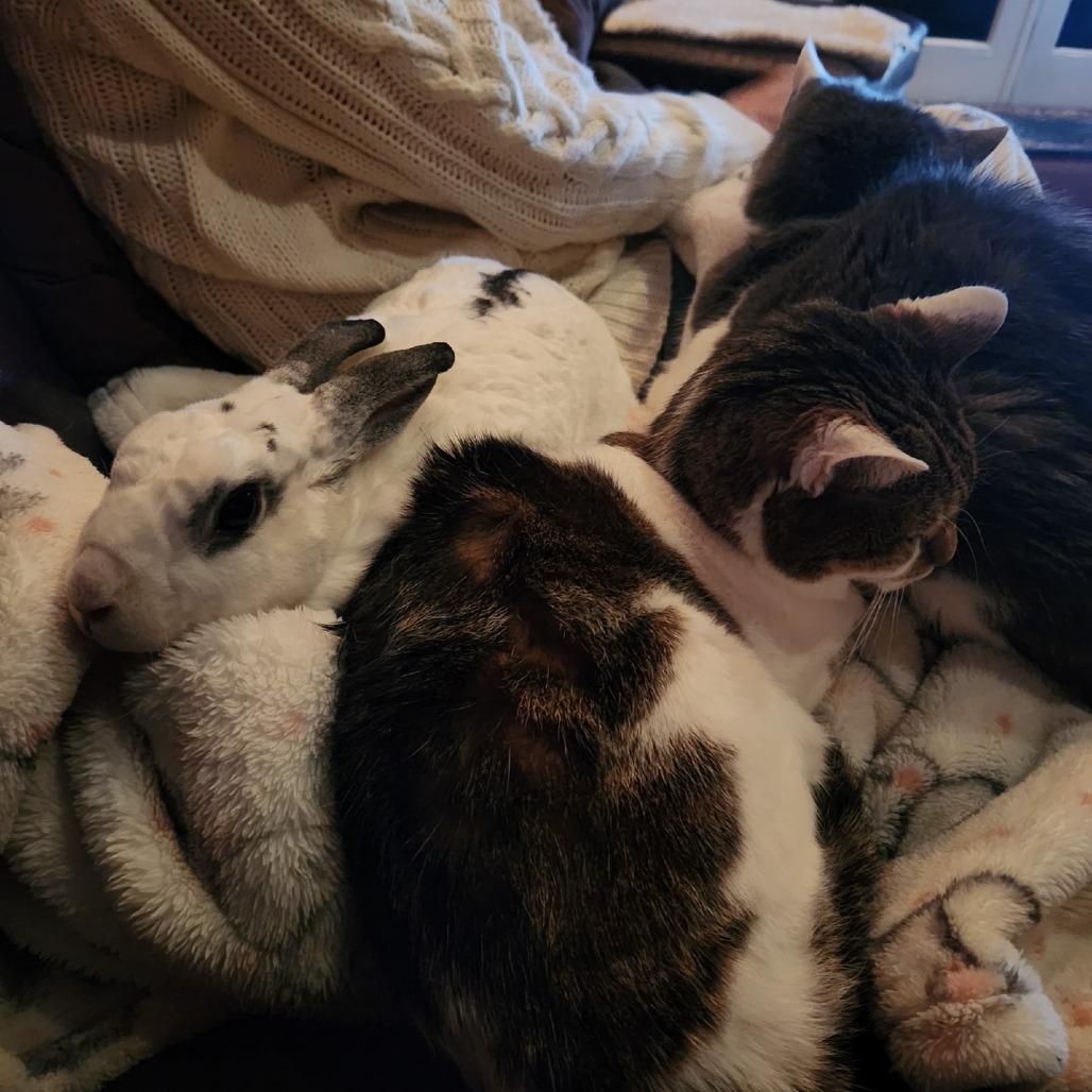 Enlarge Graci, a Adoptable mixed breed in Gansevoort, NY image 1/4