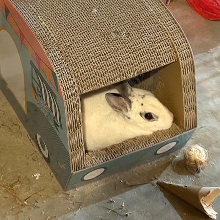 Enlarge Graci, a Adoptable mixed breed in Gansevoort, NY image 2/4