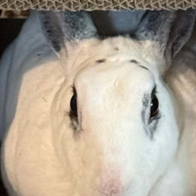 Enlarge Graci, a Adoptable mixed breed in Gansevoort, NY image 3/4