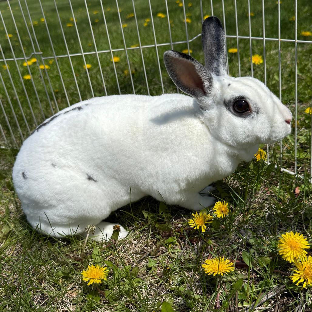 Enlarge Graci, a Adoptable mixed breed in Gansevoort, NY image 4/4