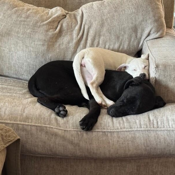 Yuki The Adorable Nugget — thumbnail 3