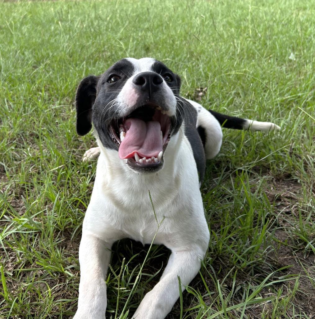 Petunia, a Adoptable mixed breed in Nacogdoches, TX image 1/5
