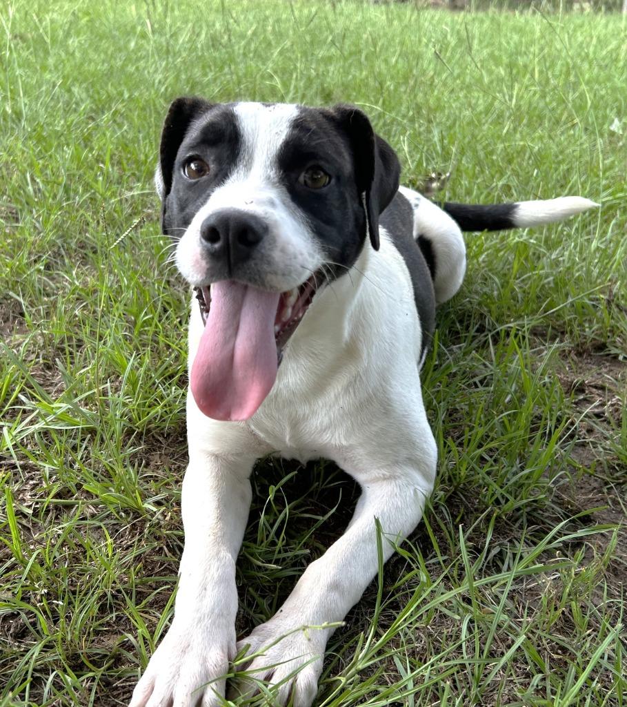 Petunia, a Adoptable mixed breed in Nacogdoches, TX image 2/5