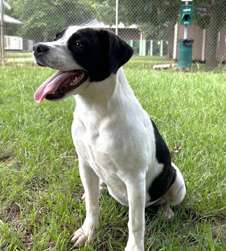 Petunia, a Adoptable mixed breed in Nacogdoches, TX image 3/5