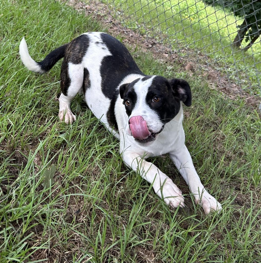 Petunia, a Adoptable mixed breed in Nacogdoches, TX image 4/5
