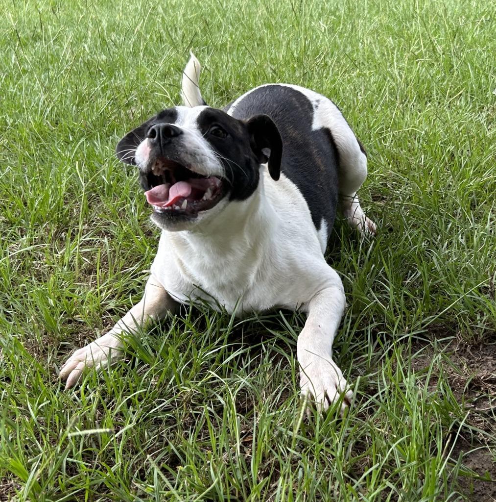 Petunia, a Adoptable mixed breed in Nacogdoches, TX image 5/5