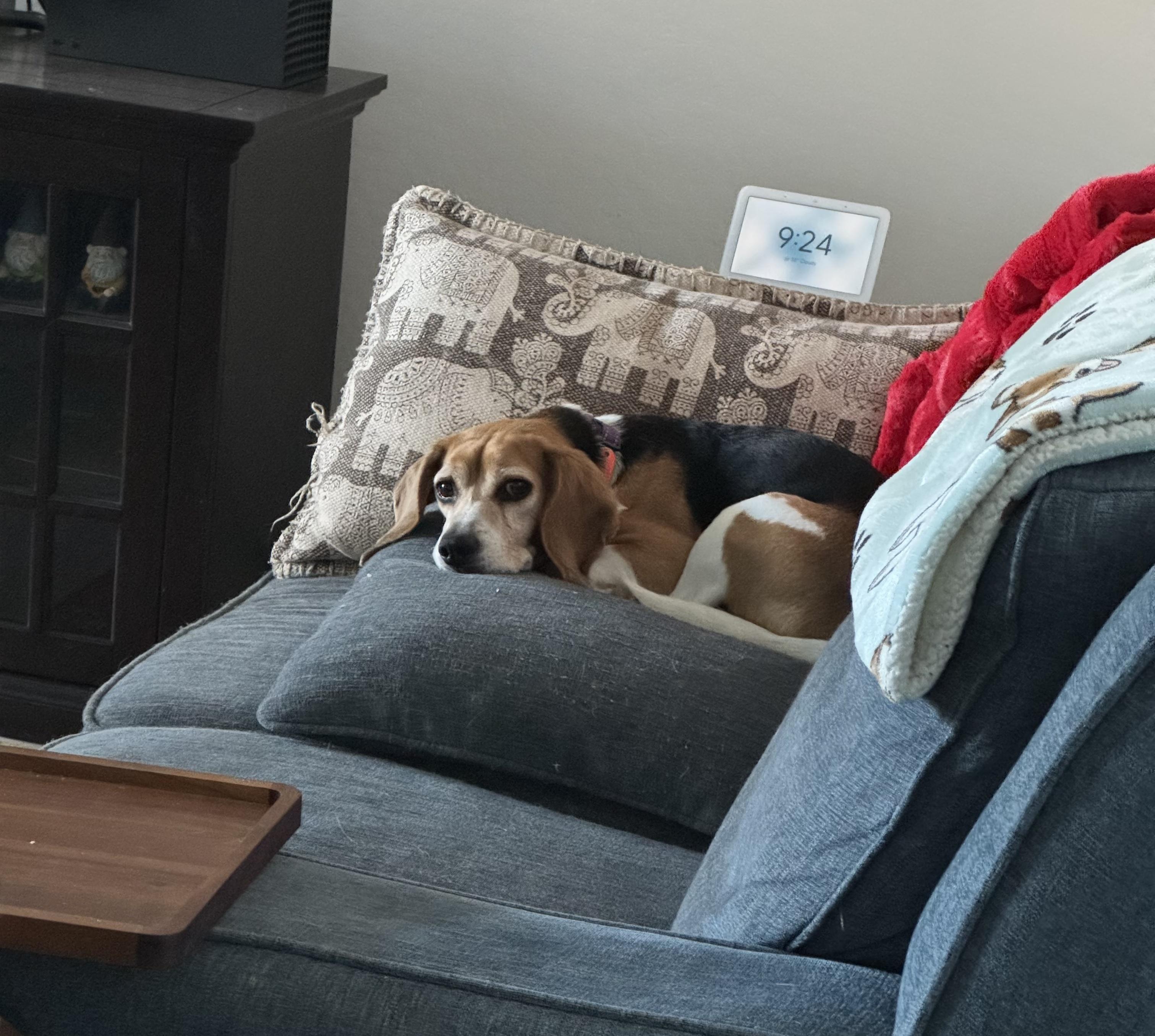 Enlarge Alfie, a ADOPTABLE Beagle in Anaheim, CA image 2/2