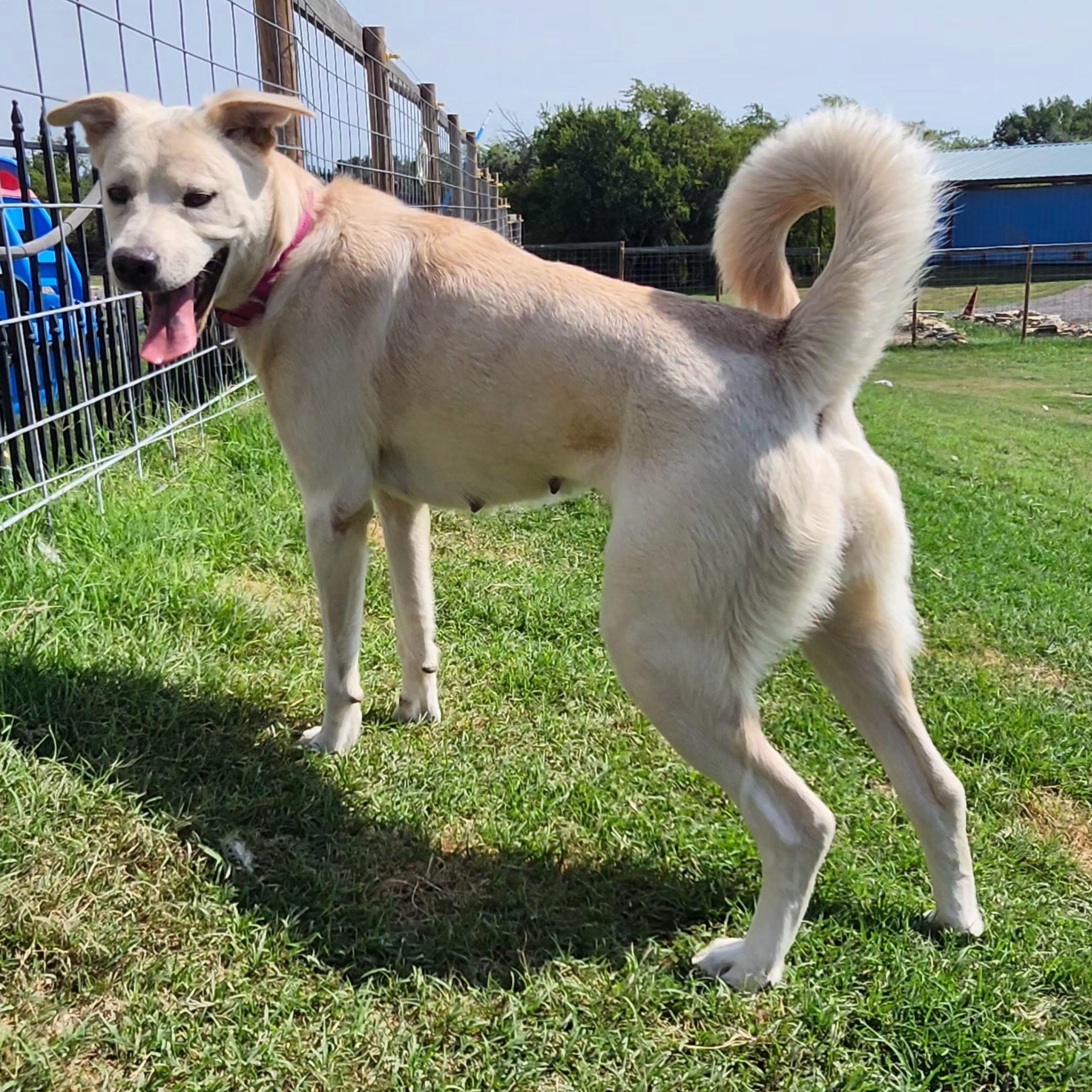 STELLA BELLA, Adoptable, Adult Female Great Pyrenees & Pit Bull Terrier.