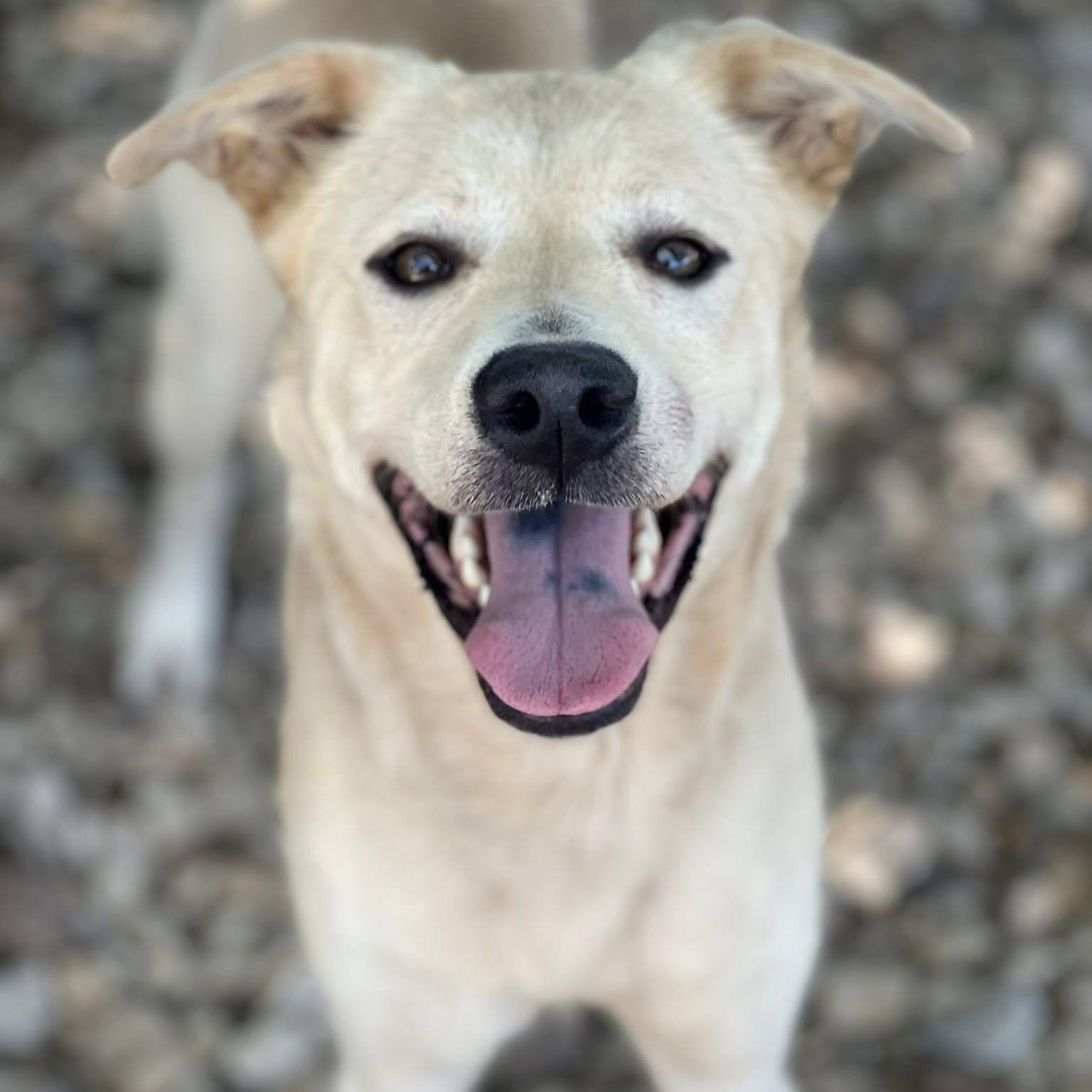 Enlarge STELLA BELLA, a Adoptable mixed breed in Weatherford, TX image 1/5