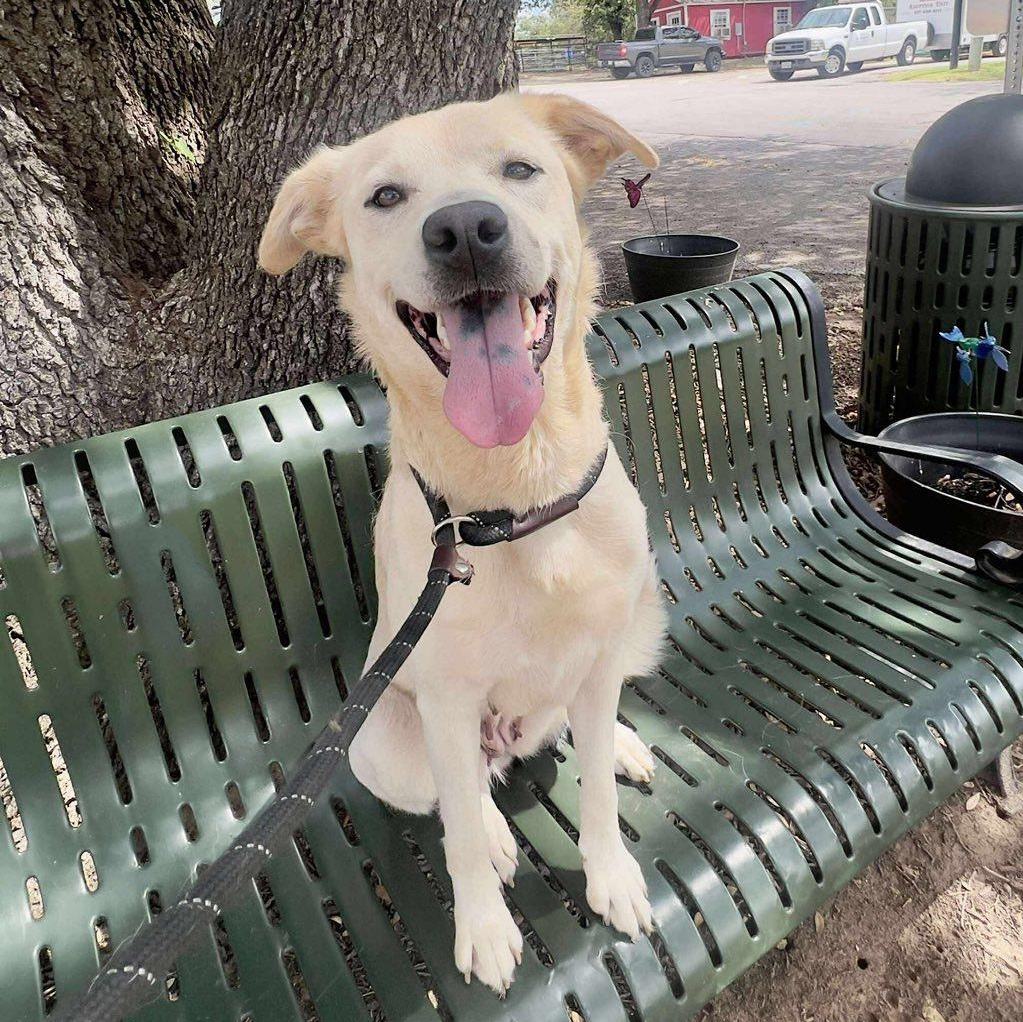 Enlarge STELLA BELLA, a Adoptable mixed breed in Weatherford, TX image 4/5