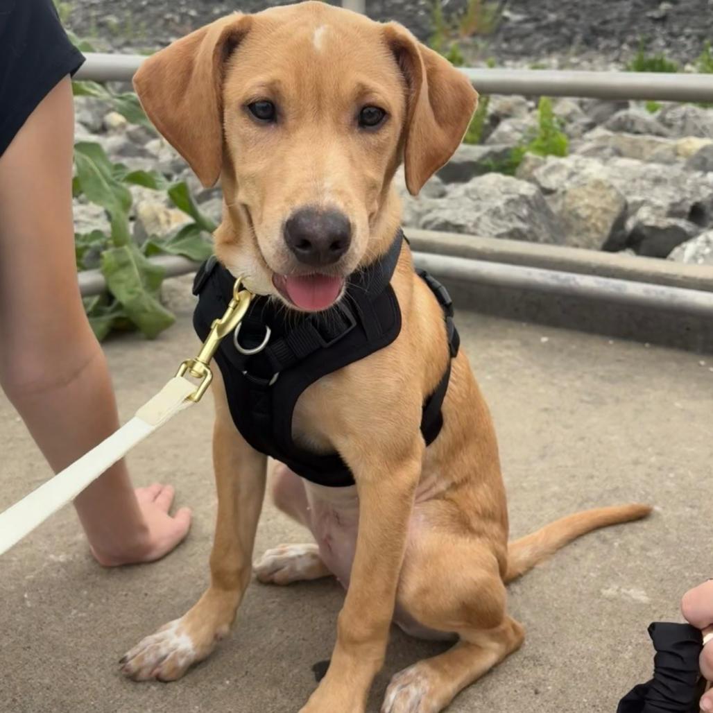 Lyla, Adopted, Puppy Female Labrador Retriever.