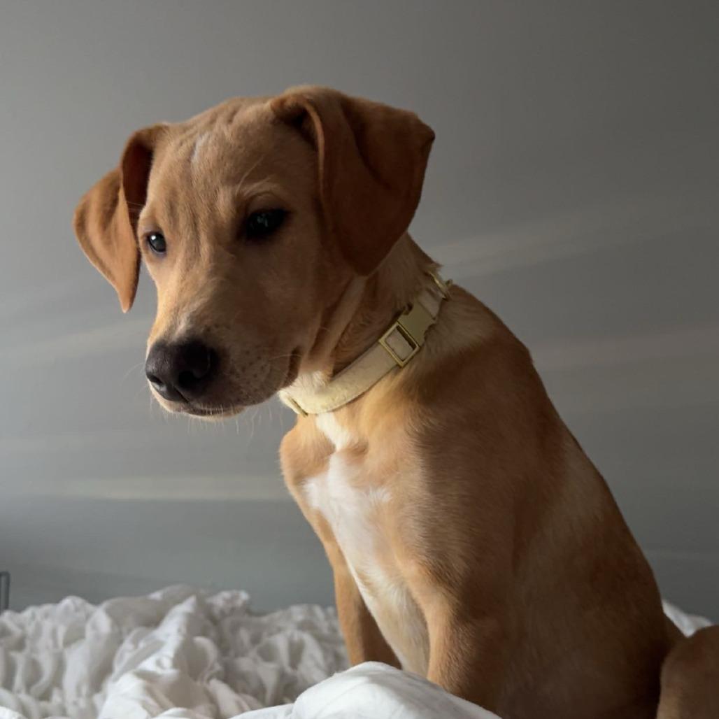 Enlarge Lyla, a Adopted Labrador Retriever in Rogersville, MO image 2/4
