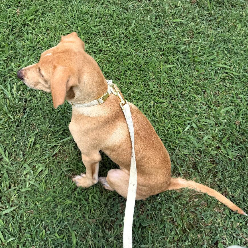 Enlarge Lyla, a Adopted Labrador Retriever in Rogersville, MO image 3/4