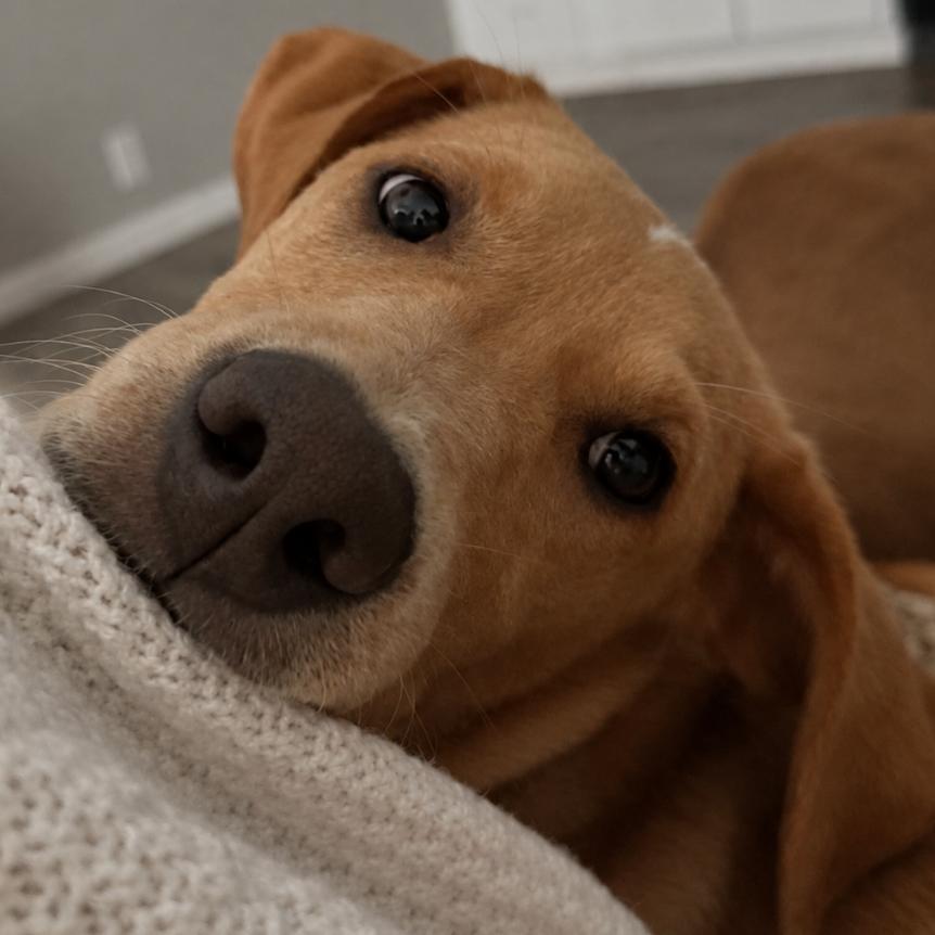 Enlarge Lyla, a Adopted Labrador Retriever in Rogersville, MO image 4/4