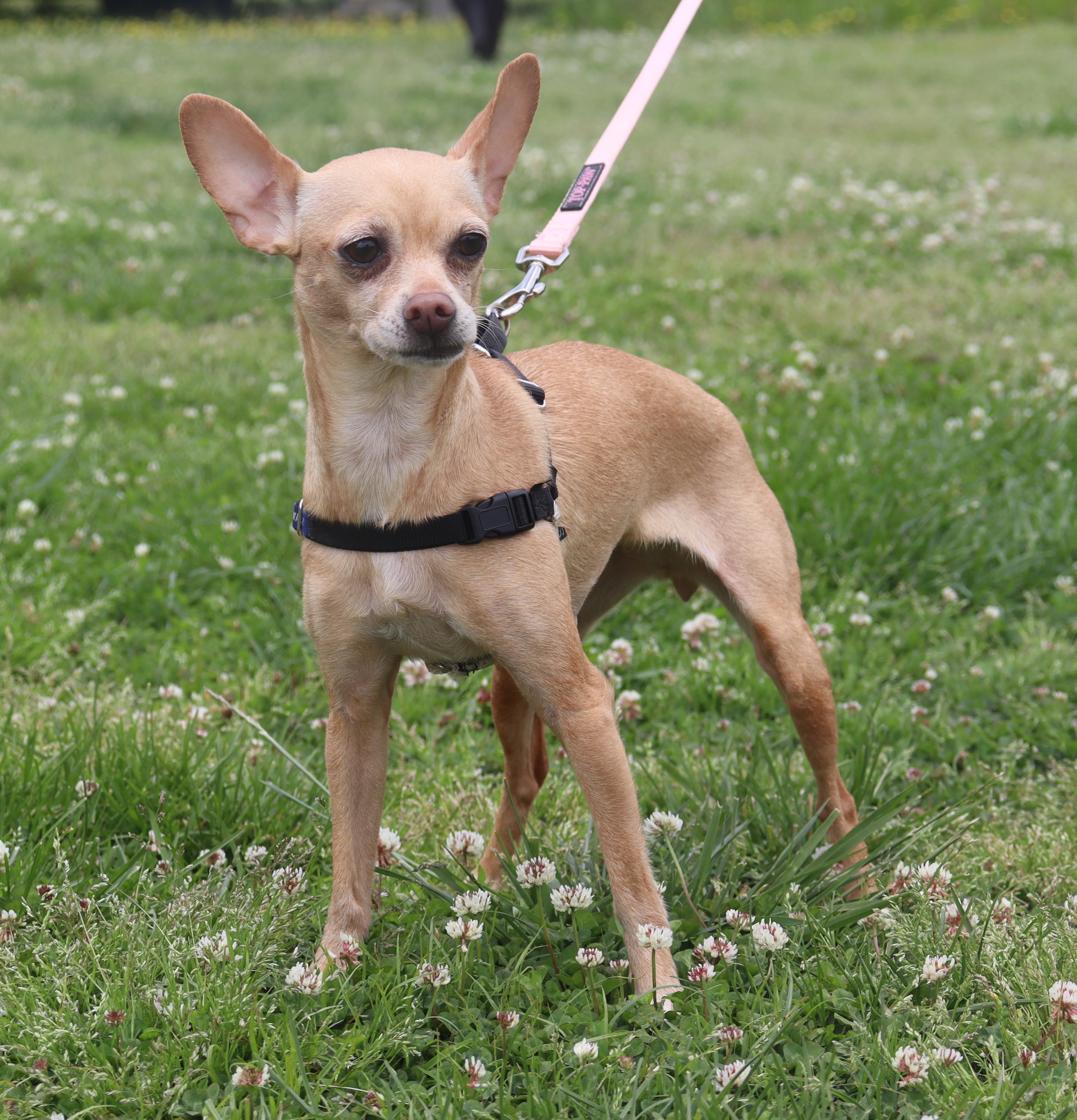 Enlarge Layla, a Adoptable Chihuahua in Bridgewater, NJ image 2/5