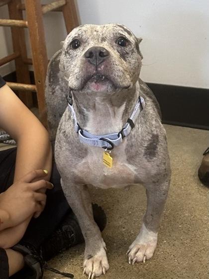 Malibu, adopted, Adult Female Pit Bull Terrier.