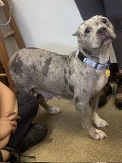Malibu, an adopted mixed breed in Cleveland, OH image 2/3