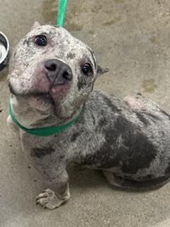 Malibu, an adopted mixed breed in Cleveland, OH image 3/3