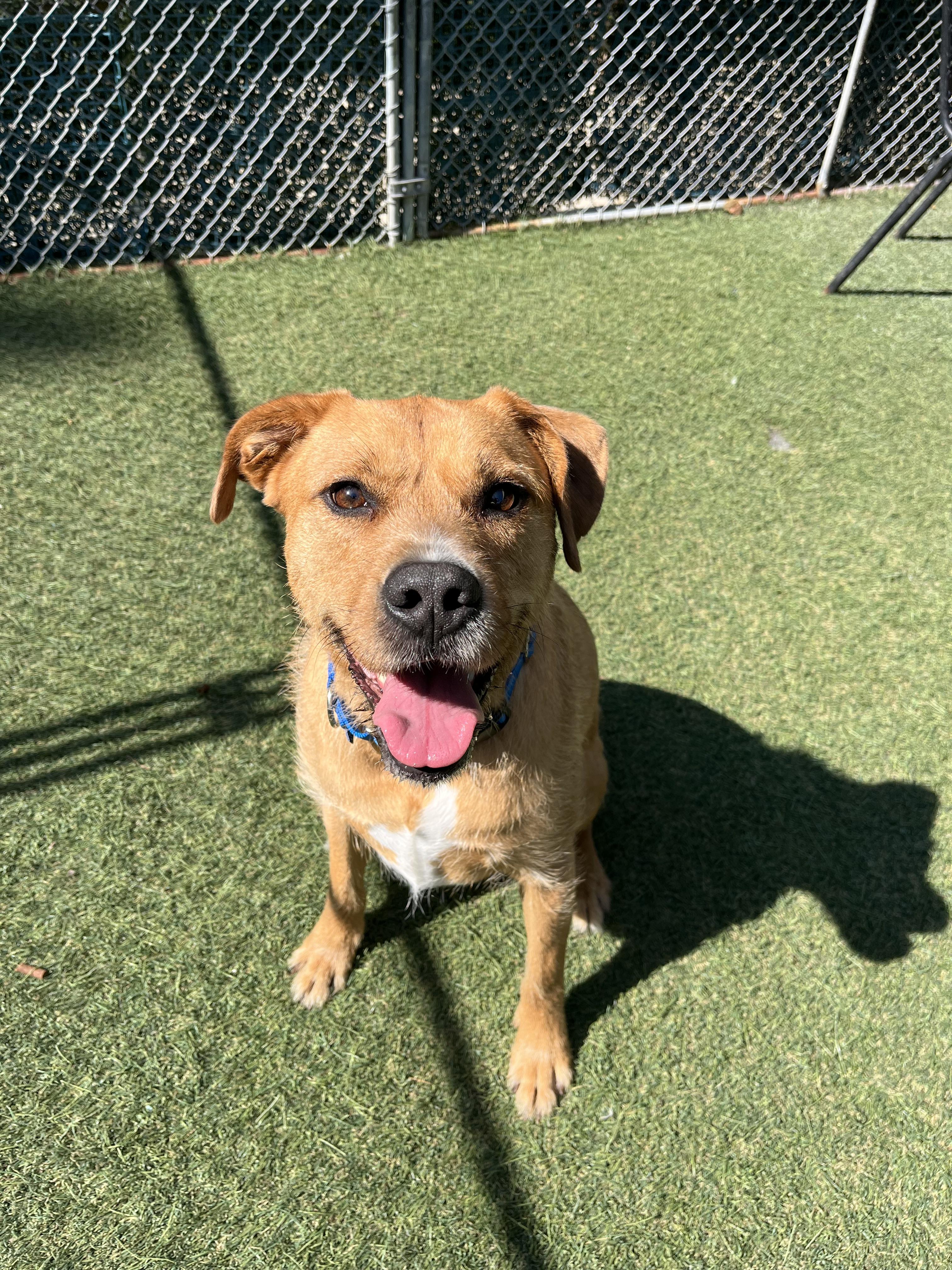 Zeus, a ADOPTABLE Mixed Breed in Sudbury, MA image 1/3